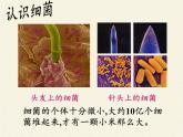 苏教版八年级生物上册 14.3 神奇的微生物 课件