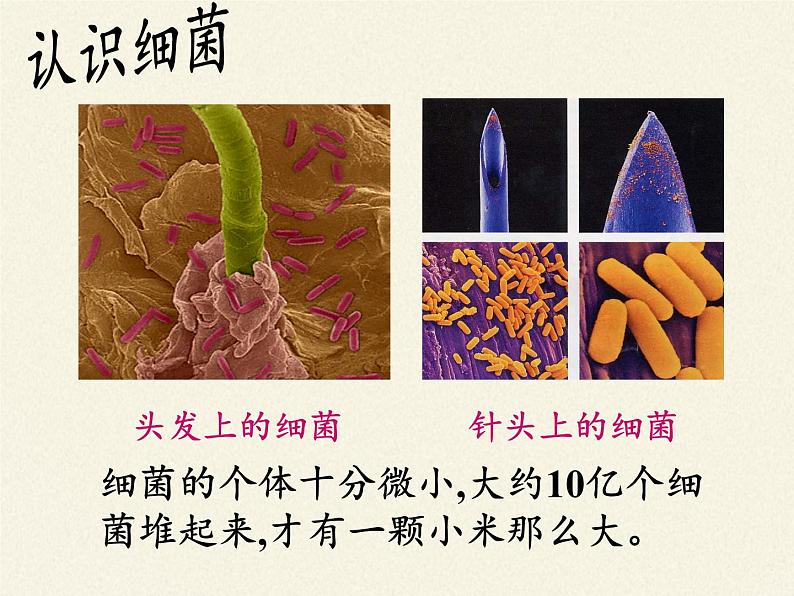 苏教版八年级生物上册 14.3 神奇的微生物 课件02