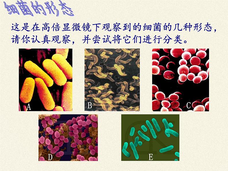 苏教版八年级生物上册 14.3 神奇的微生物 课件03