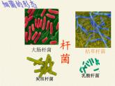 苏教版八年级生物上册 14.3 神奇的微生物 课件