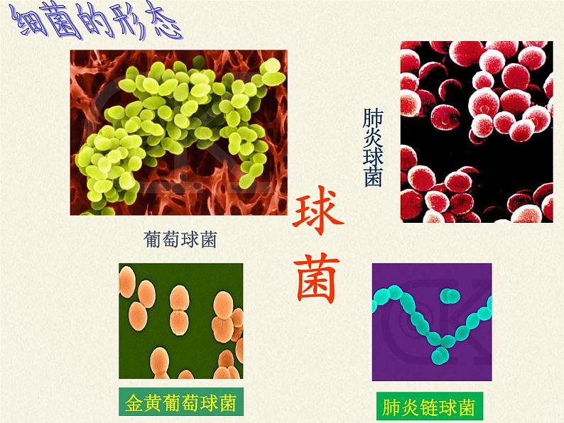 苏教版八年级生物上册 14.3 神奇的微生物 课件06