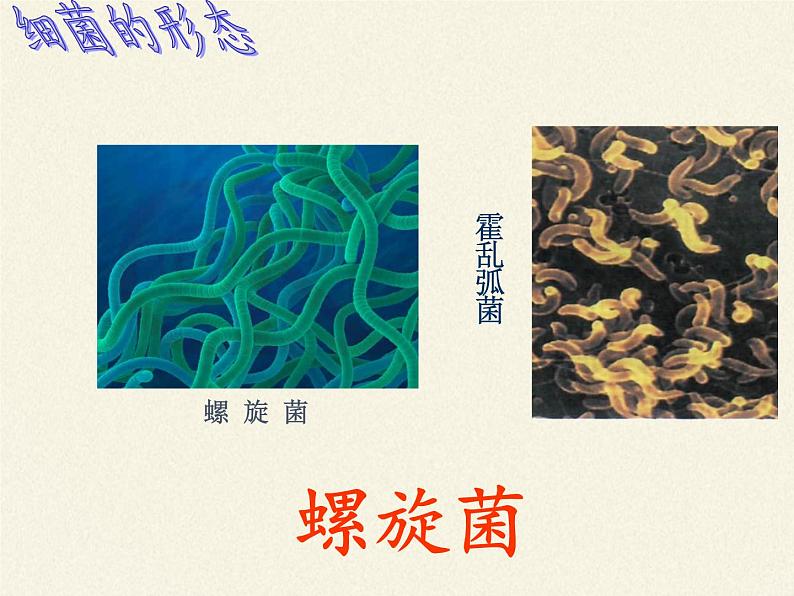 苏教版八年级生物上册 14.3 神奇的微生物 课件07