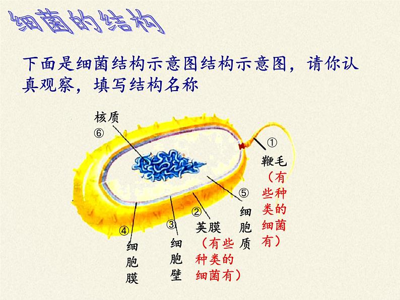 苏教版八年级生物上册 14.3 神奇的微生物 课件08