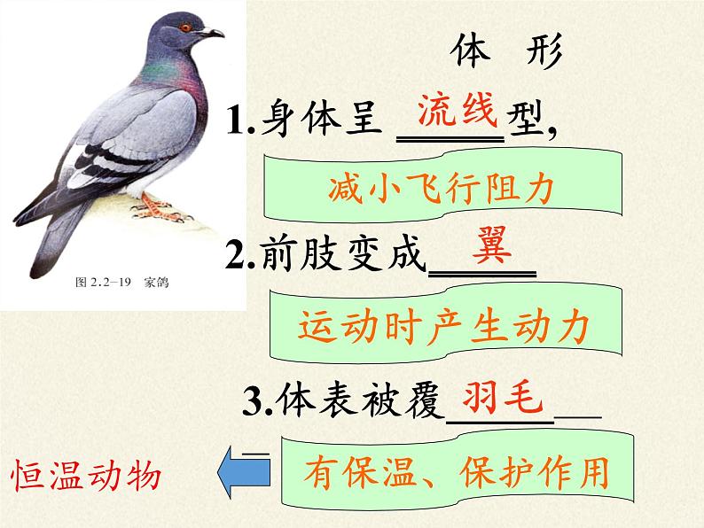 苏教版八年级生物上册 14.2  千姿百态的动物世界(2) 课件07