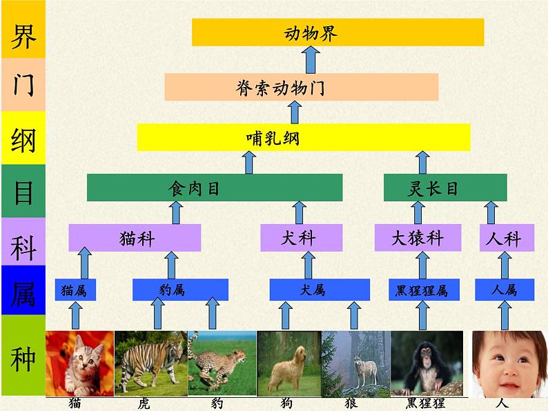 苏教版八年级生物上册 14.4  生物的分类(6) 课件08