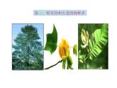 苏教版八年级生物上册 15.1 生物多样性_(1) 课件