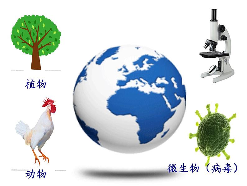 苏教版八年级生物上册 14.3 神奇的微生物(1) 课件02