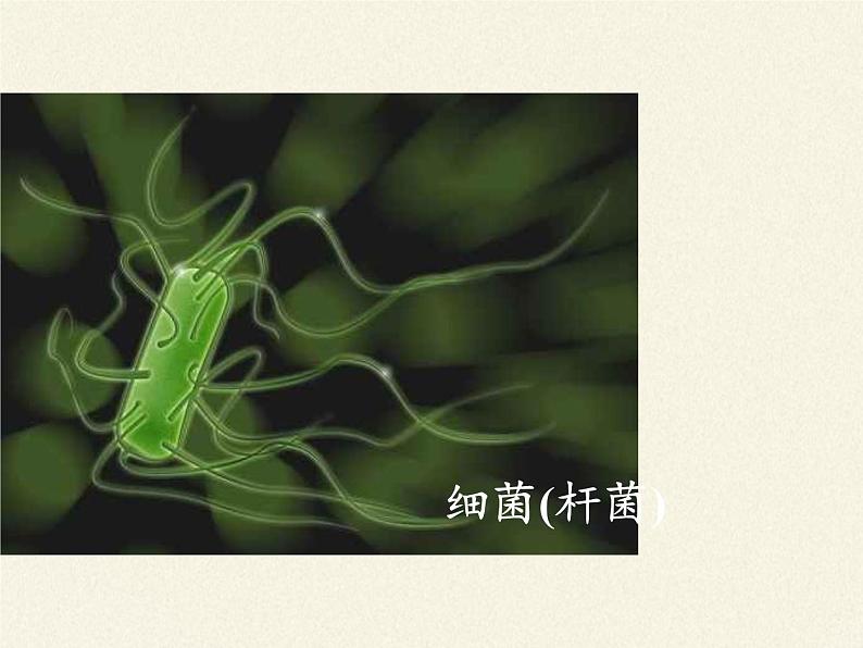 苏教版八年级生物上册 14.3 神奇的微生物(1) 课件07