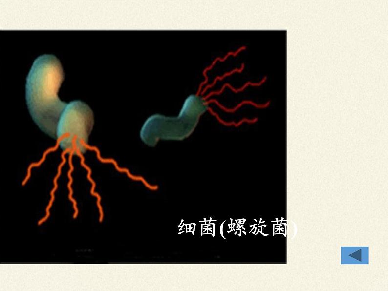 苏教版八年级生物上册 14.3 神奇的微生物(1) 课件08