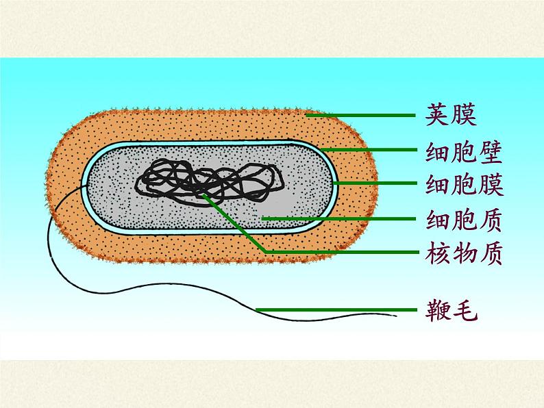 苏教版八年级生物上册 14.3 神奇的微生物(3) 课件03