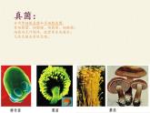 苏教版八年级生物上册 14.3 神奇的微生物(3) 课件