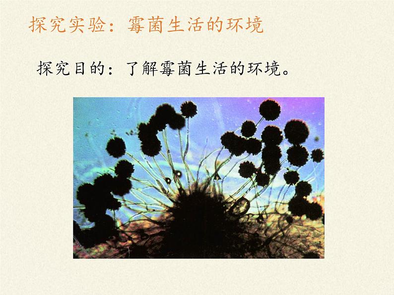 苏教版八年级生物上册 14.3 神奇的微生物(3) 课件07