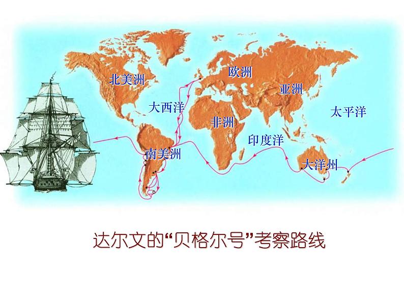 苏教版八年级生物上册 16.3 生物进化的学说_ 课件04