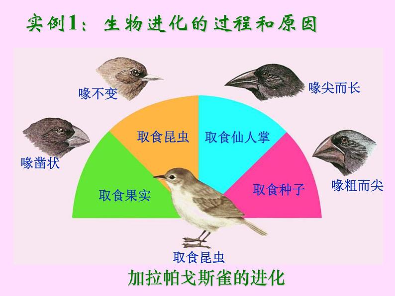 苏教版八年级生物上册 16.3 生物进化的学说_ 课件07