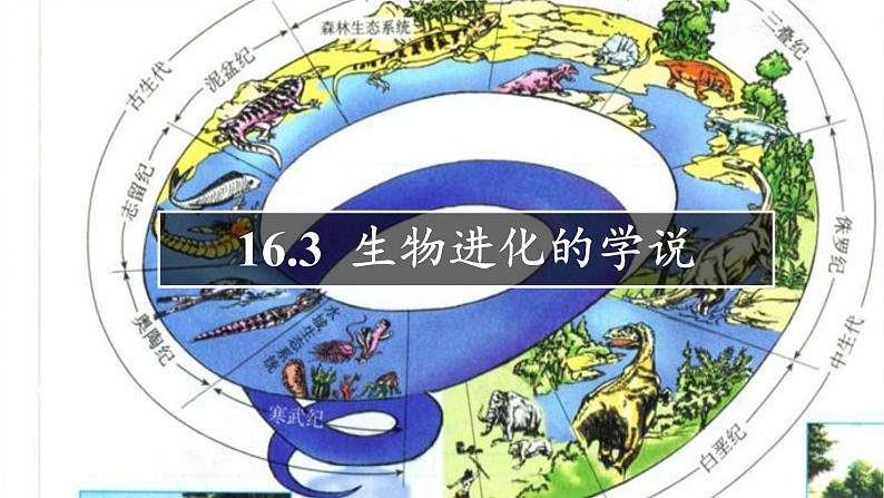 苏教版八年级生物上册 16.3  生物进化的学说(2) 课件02