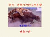 苏教版八年级生物上册 18.2 动物行为的生理基础(2) 课件
