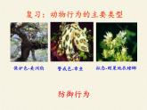 苏教版八年级生物上册 18.2 动物行为的生理基础(2) 课件