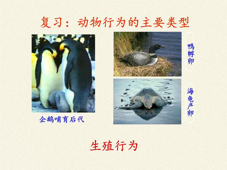 苏教版八年级生物上册 18.2 动物行为的生理基础(2) 课件第5页