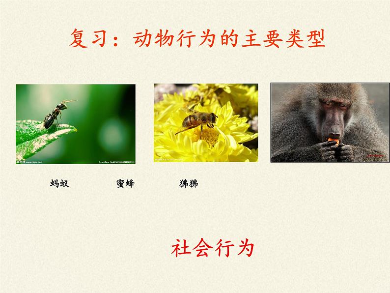 苏教版八年级生物上册 18.2 动物行为的生理基础(2) 课件第7页