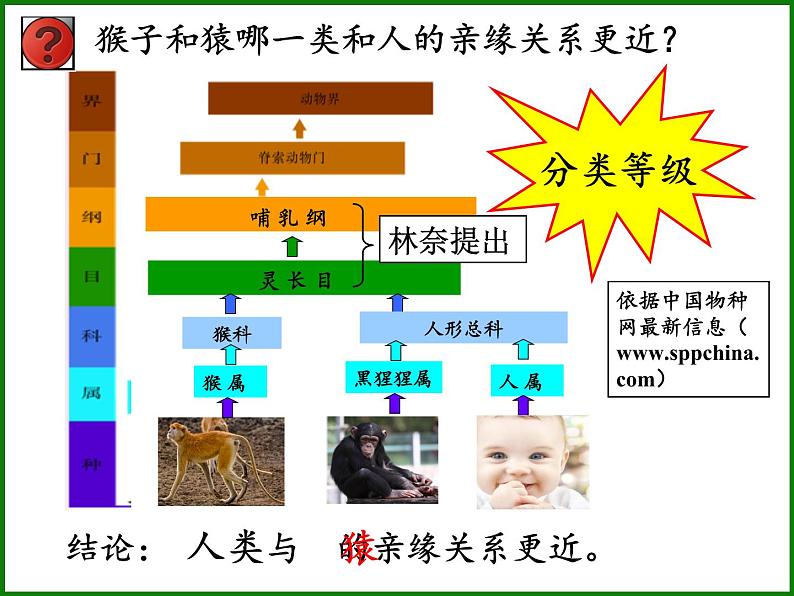 苏教版八年级生物上册 16.4 人类的起源和进化 课件第4页