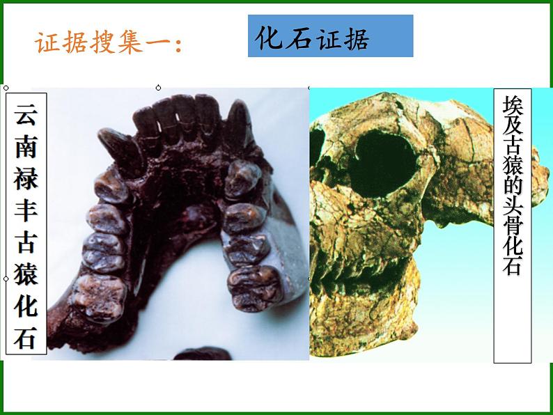 苏教版八年级生物上册 16.4 人类的起源和进化 课件第6页