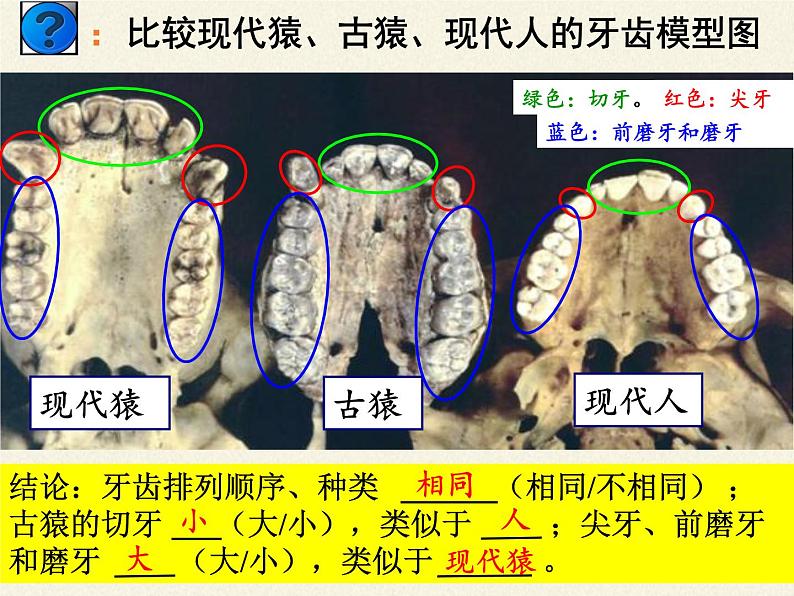 苏教版八年级生物上册 16.4 人类的起源和进化 课件第7页