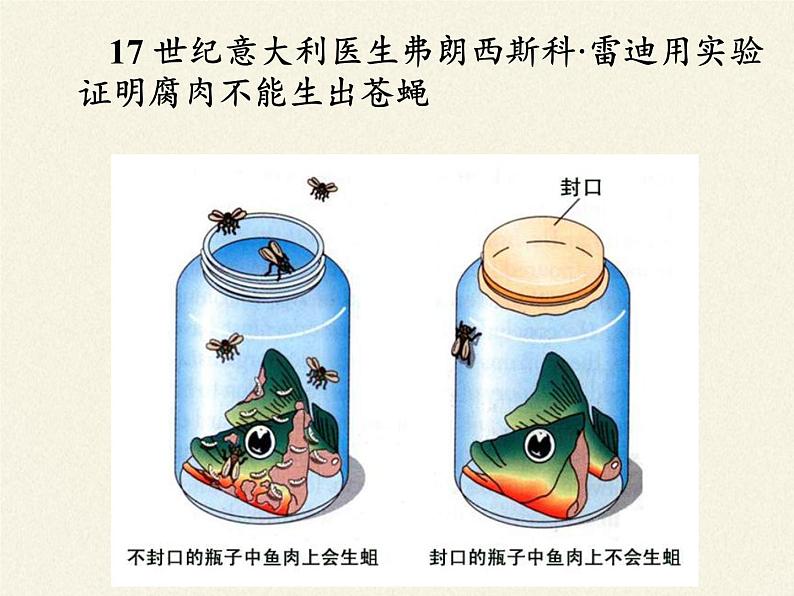 苏教版八年级生物上册 16.1  生命的诞生(3) 课件06