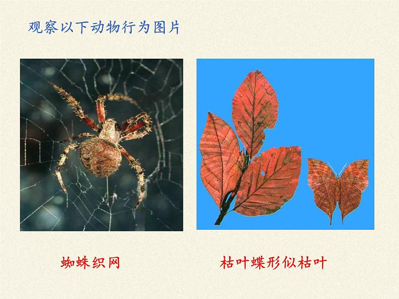 苏教版八年级生物上册 18.2 动物行为的生理基础(1) 课件第3页