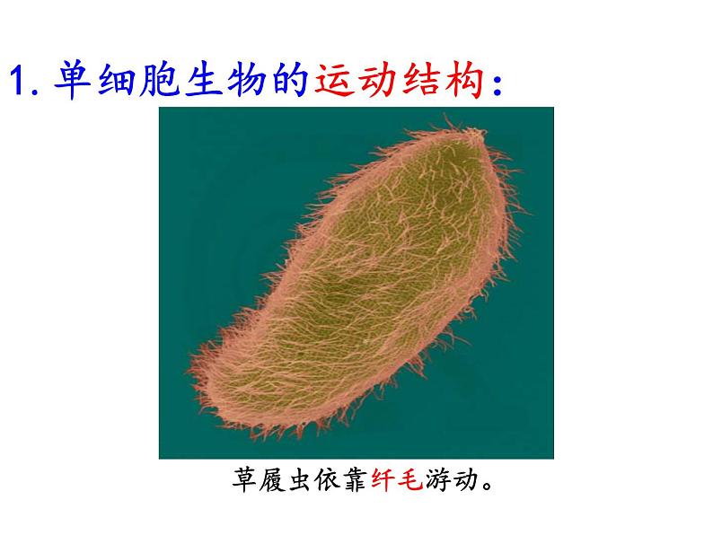 苏教版八年级生物上册 17.2 动物的运动依赖于一定的结构_ 课件06