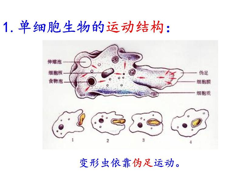 苏教版八年级生物上册 17.2 动物的运动依赖于一定的结构_ 课件07