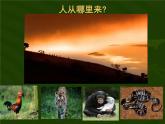 蘇教版八年級(jí)生物上冊(cè) 第16章第4節(jié) 人類的起源和進(jìn)化 課件