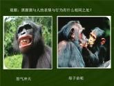 蘇教版八年級(jí)生物上冊(cè) 第16章第4節(jié) 人類的起源和進(jìn)化 課件