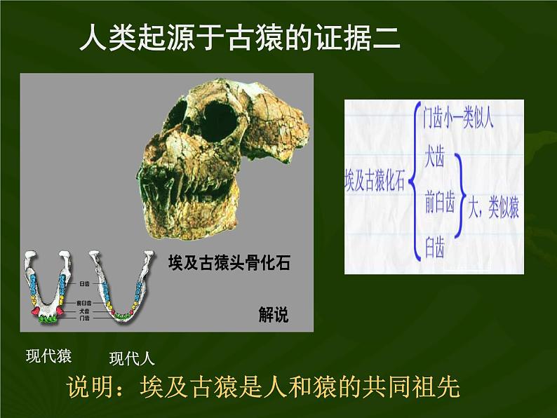 苏教版八年级生物上册 第16章第4节 人类的起源和进化 课件第8页