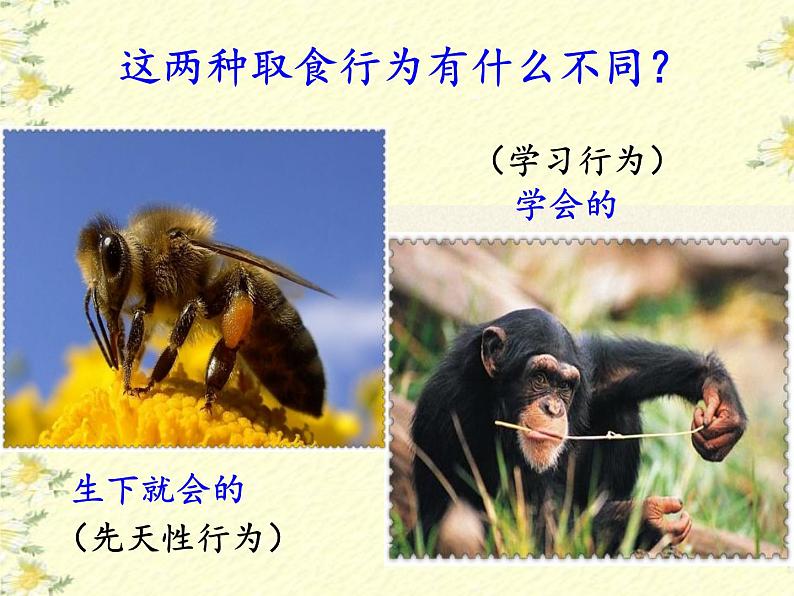 苏教版八年级生物上册 18.2 动物行为的生理基础(3) 课件04