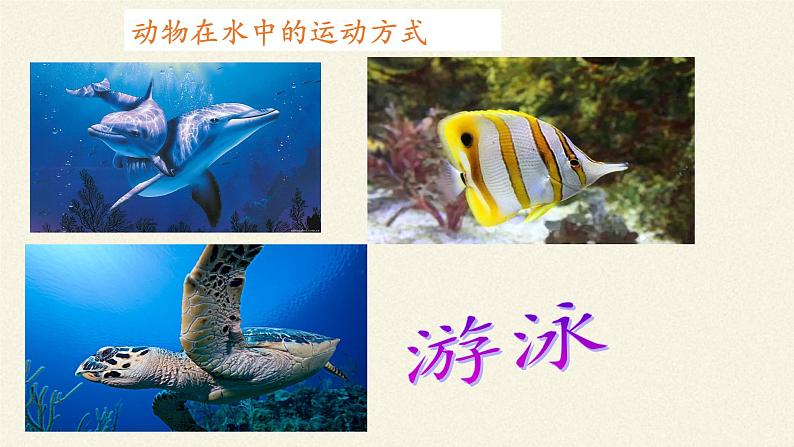 苏教版八年级生物上册 17.1  动物运动的形式和能量供应(4) 课件第5页