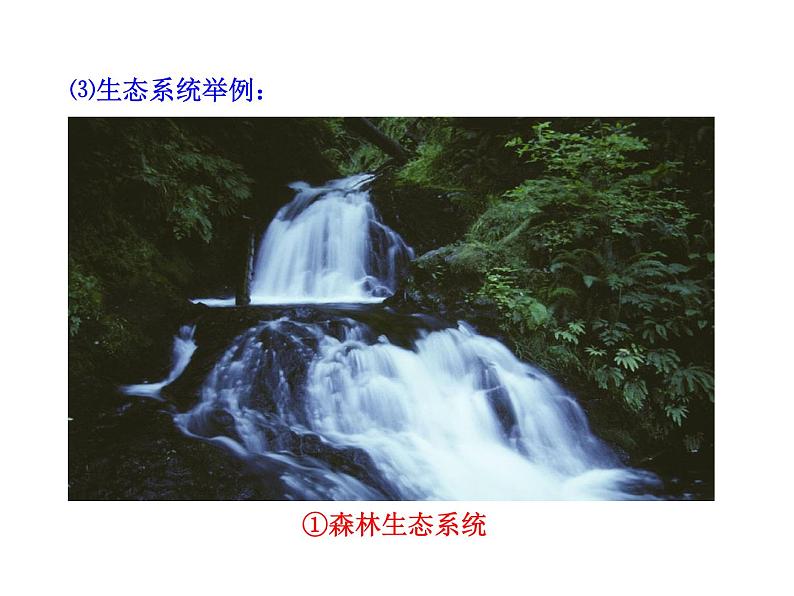 苏教版八年级生物上册 19.1生态系统的组成_ 课件第5页