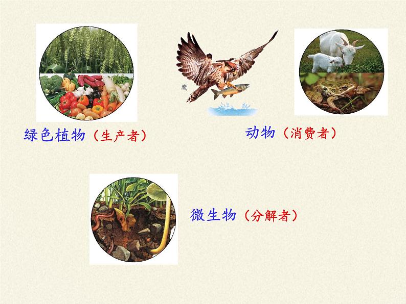 苏教版八年级生物上册 19.1  生态系统的组成(1) 课件第7页