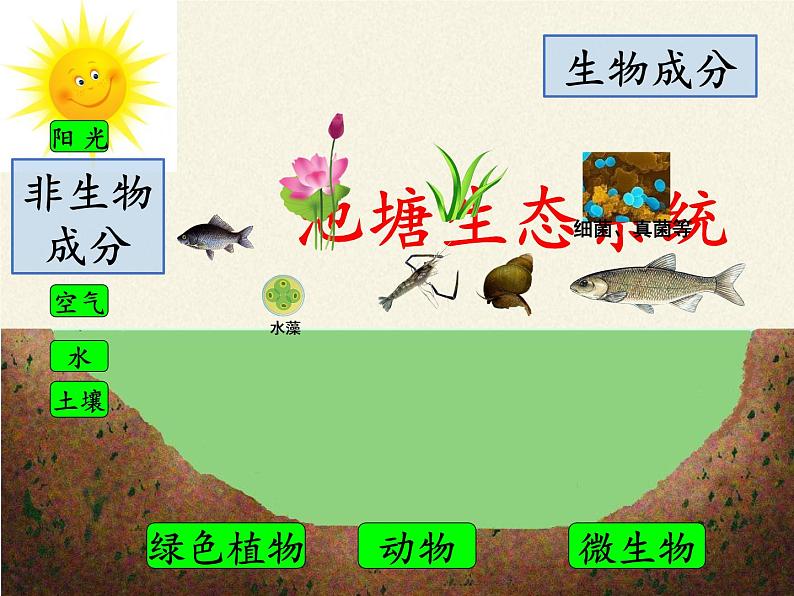 苏教版八年级生物上册 19.1  生态系统的组成(2) 课件05