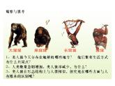 苏教版八年级生物上册 16.4 人类的起源和进化_ 课件
