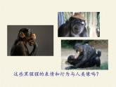 苏教版八年级生物上册 16.4 人类的起源和进化(4) 课件