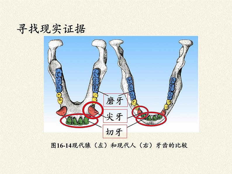 苏教版八年级生物上册 16.4 人类的起源和进化(4) 课件06