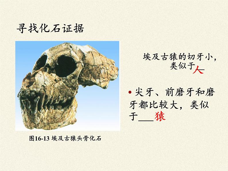 苏教版八年级生物上册 16.4 人类的起源和进化(4) 课件07