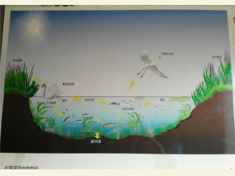 苏教版八年级生物上册 19.1  生态系统的组成(3) 课件03