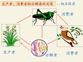苏教版八年级生物上册 19.1  生态系统的组成(3) 课件