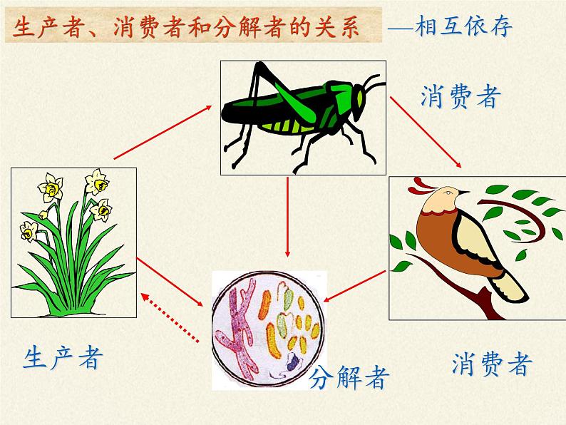 苏教版八年级生物上册 19.1  生态系统的组成(3) 课件05