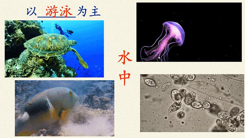 苏教版八年级生物上册 17.1  动物运动的形式和能量供应(7) 课件05