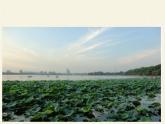 苏教版八年级生物上册 20.1  生物圈中的各种生态系统(1) 课件