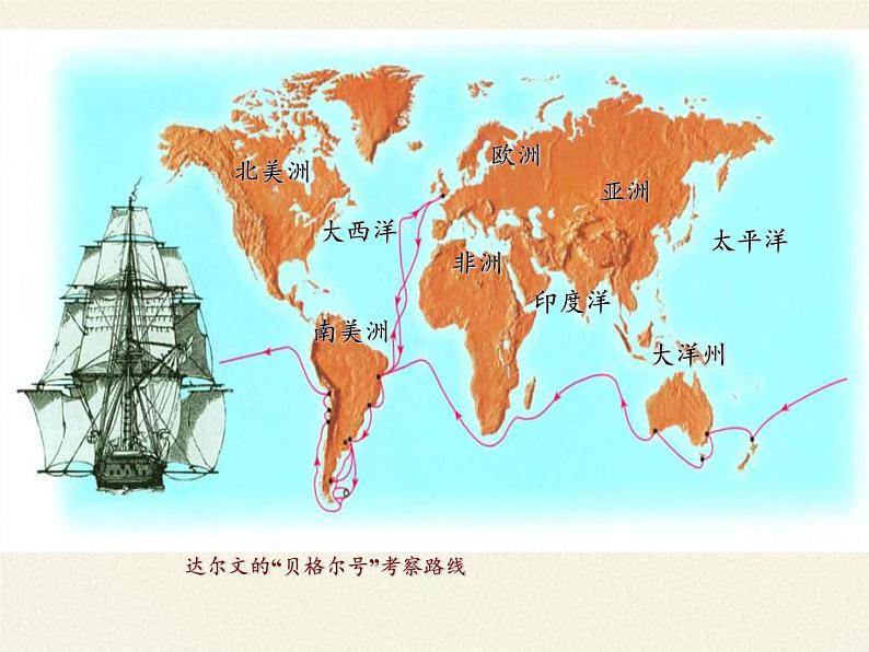 苏教版八年级生物上册 16.3  生物进化的学说(1) 课件04