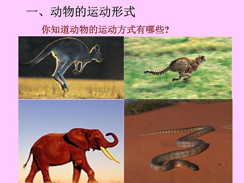 苏教版八年级生物上册 17.1 动物运动的形式和能量供应_ 课件第4页