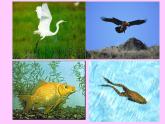 苏教版八年级生物上册 17.1 动物运动的形式和能量供应_ 课件